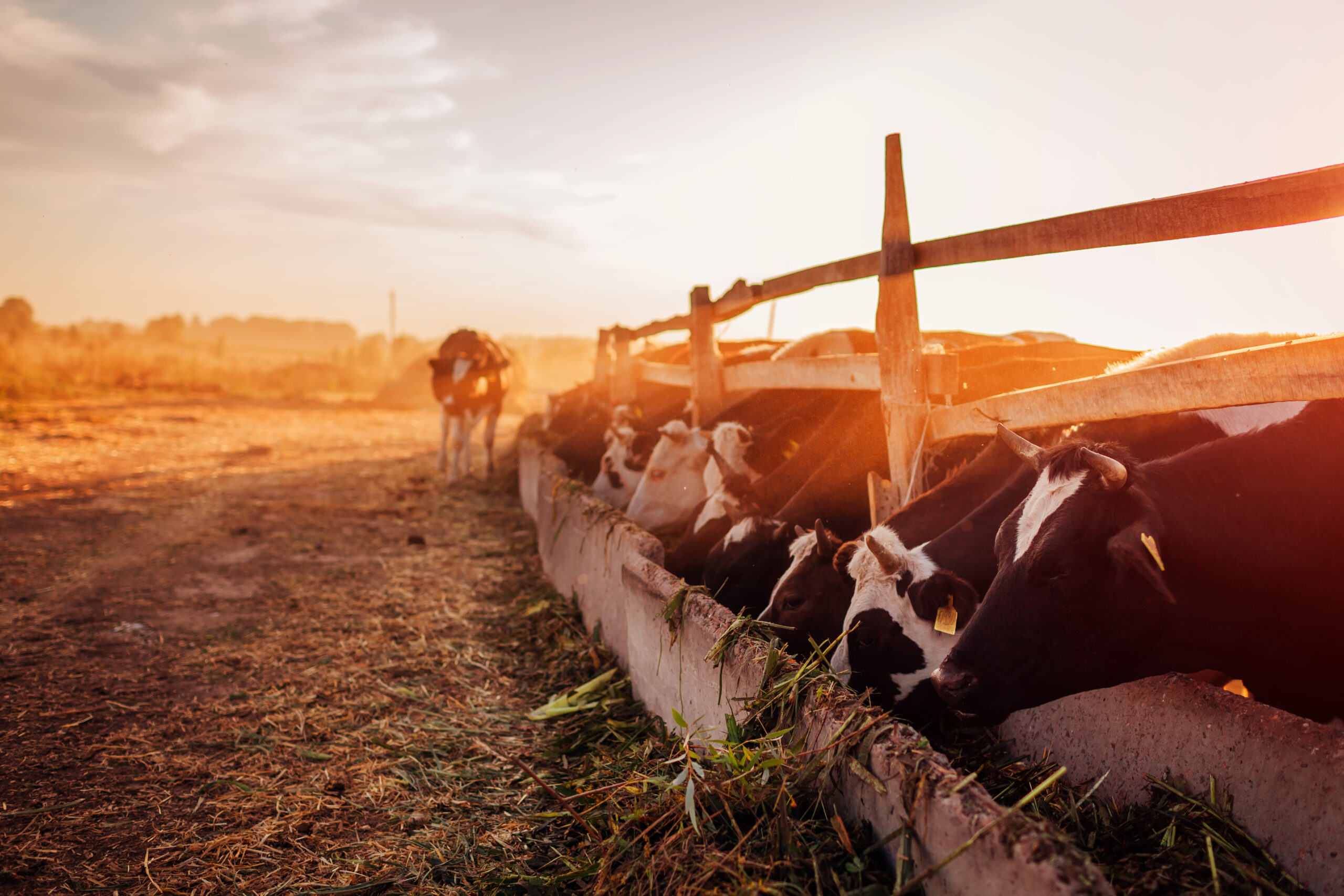 National Dairy Farm